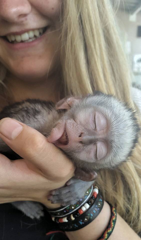 Monkey that was orphaned as a baby grows up in his new home with two cats! 1