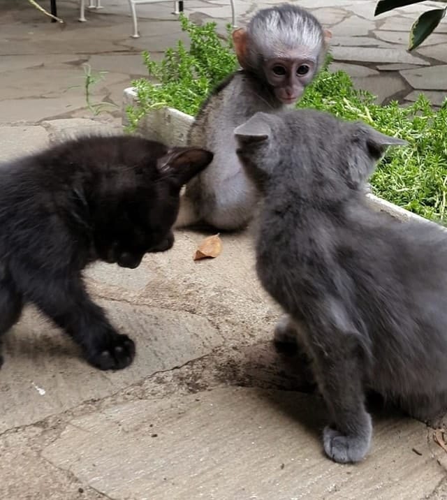 Monkey that was orphaned as a baby grows up in his new home with two cats! 2