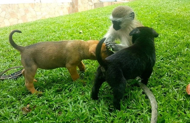 Monkey that was orphaned as a baby grows up in his new home with two cats! 3