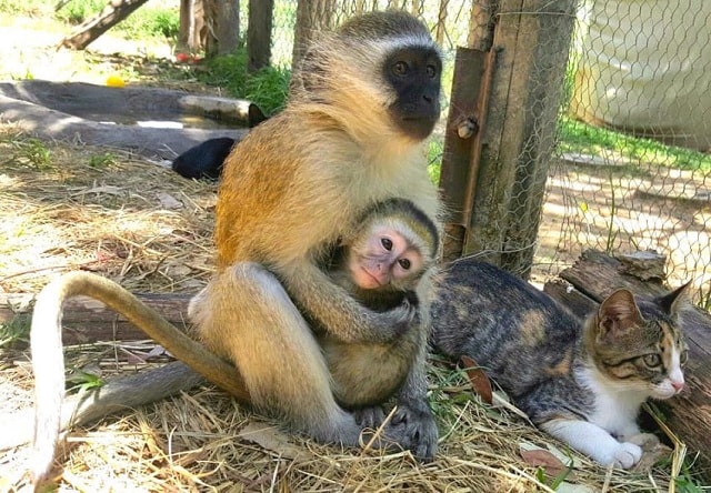 Monkey that was orphaned as a baby grows up in his new home with two cats! 4