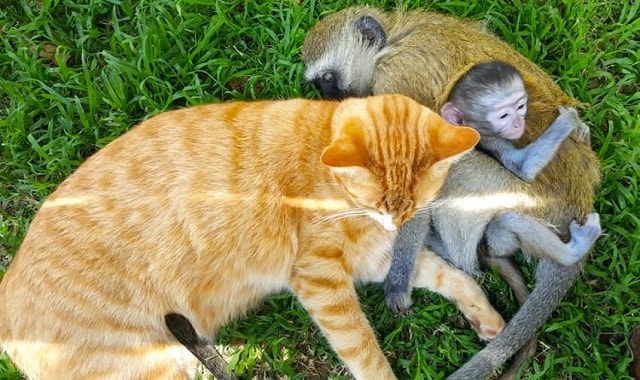 Monkey that was orphaned as a baby grows up in his new home with two cats! 5