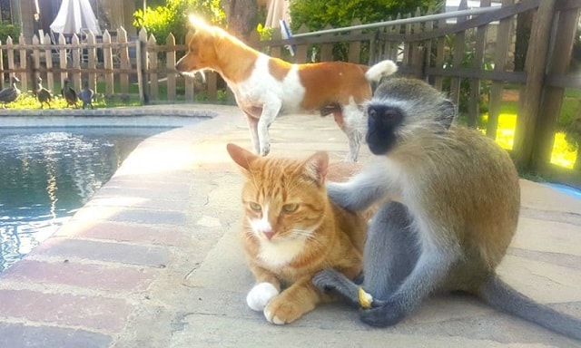 Monkey that was orphaned as a baby grows up in his new home with two cats! 6