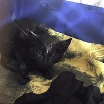 Nobody knew if this oil-covered eight-week-old kitten would survive 2