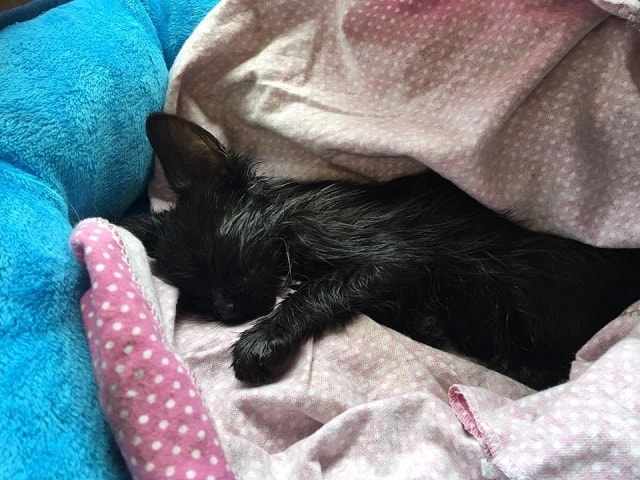 Nobody knew if this oil-covered eight-week-old kitten would survive