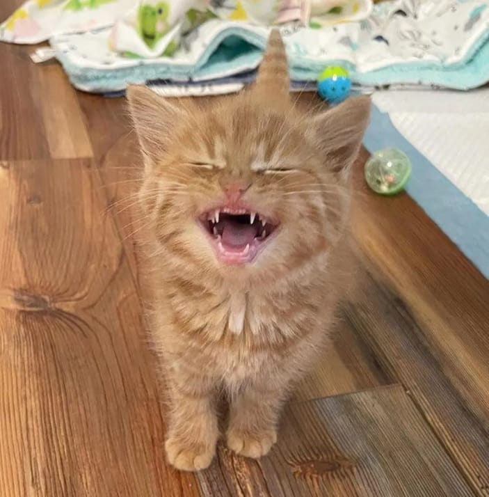 Orphaned kitten who had been hiding under blankets 1