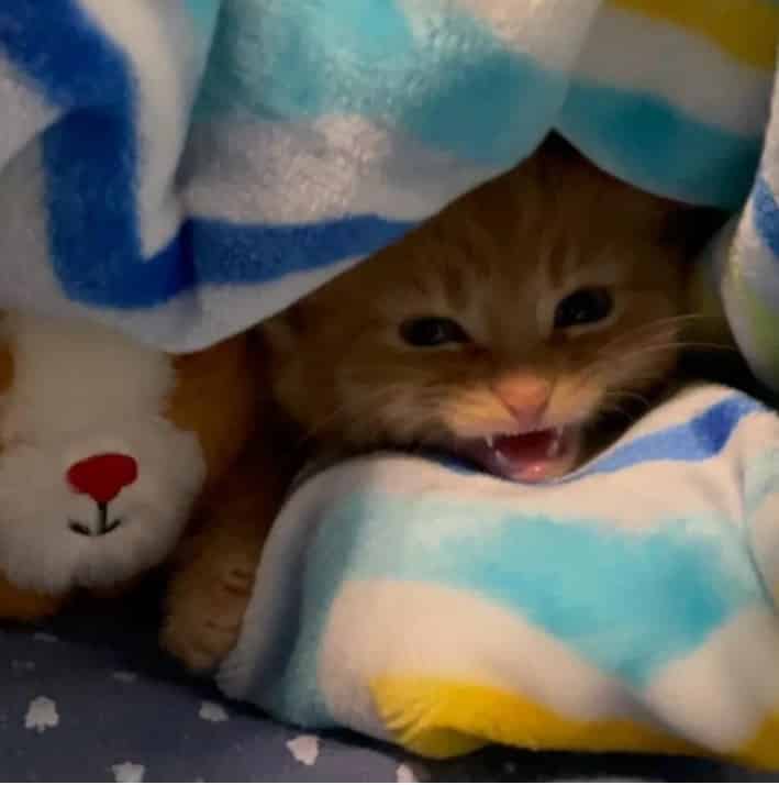 Orphaned kitten who had been hiding under blankets 2