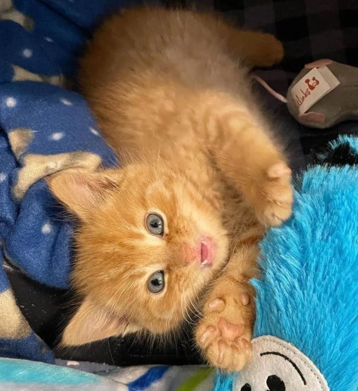 Orphaned kitten who had been hiding under blankets 3