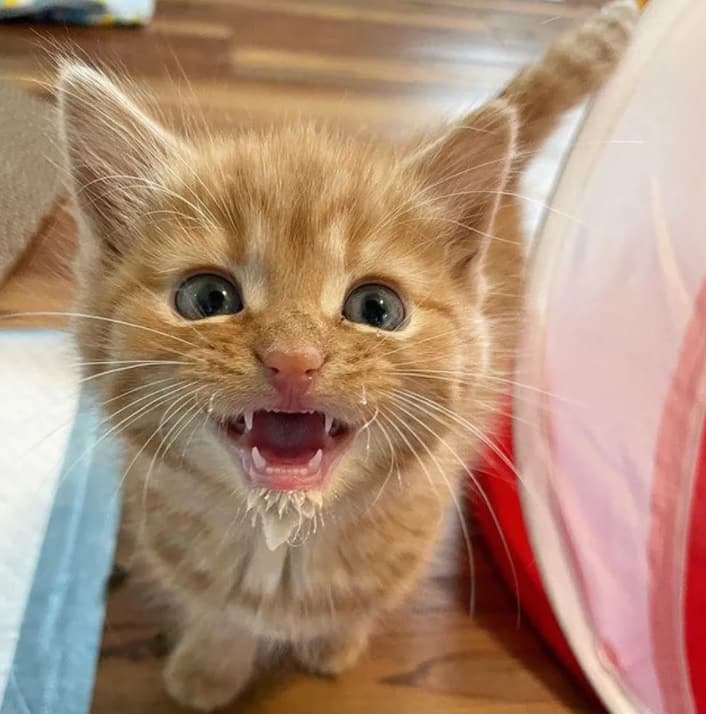 Orphaned kitten who had been hiding under blankets 4