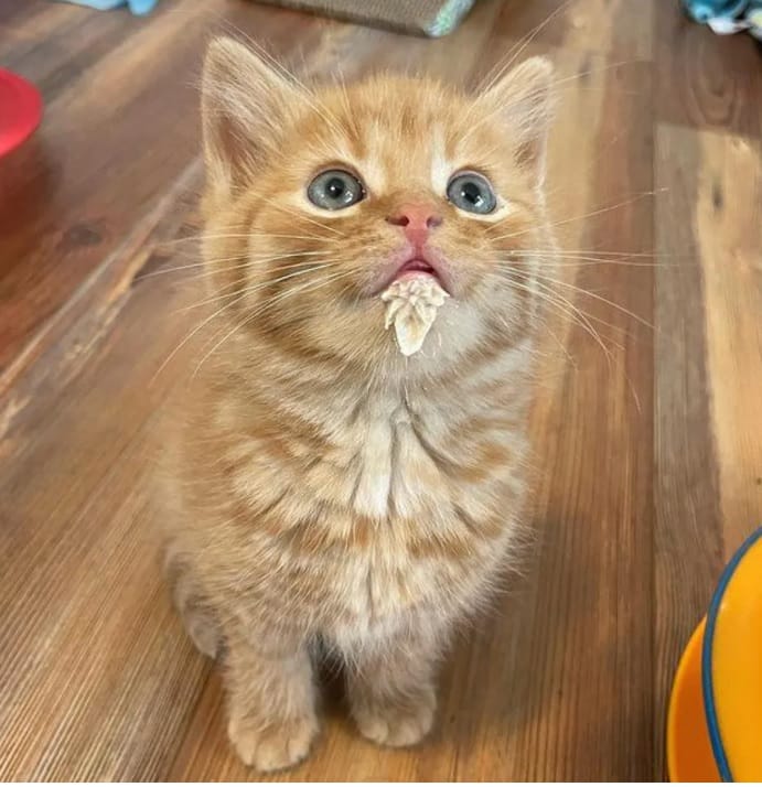 Orphaned kitten who had been hiding under blankets 5