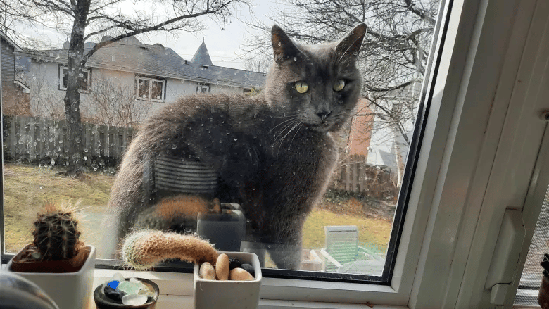 Oscar the cat keeps returning to a Halifax hospice to comfort patients