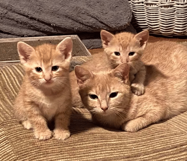 Pregnant homeless cat couldn't walk yet she recovered for the sake of her kittens 2