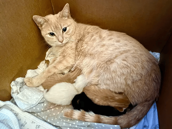 Pregnant homeless cat couldn't walk yet she recovered for the sake of her kittens 5