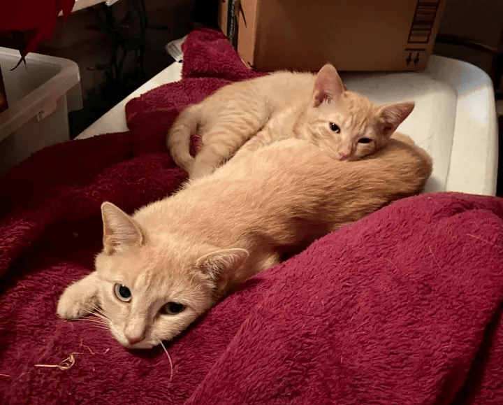 Pregnant homeless cat couldn't walk yet she recovered for the sake of her kittens 6