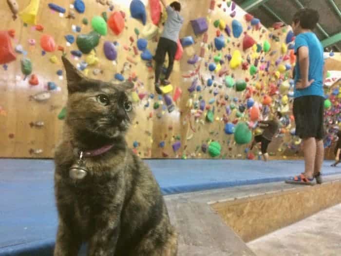 Rock climbing gym cat decides to give it a go 1