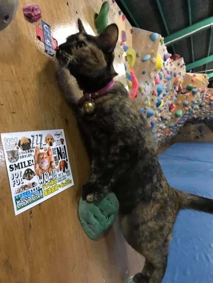 Rock climbing gym cat decides to give it a go 2