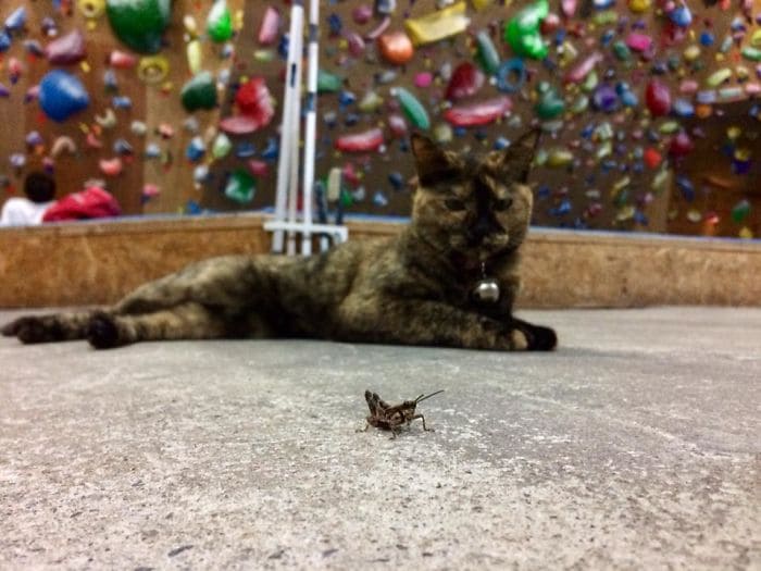 Rock climbing gym cat decides to give it a go 3