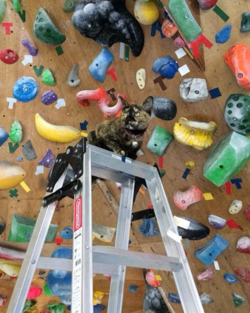Rock climbing gym cat decides to give it a go 4