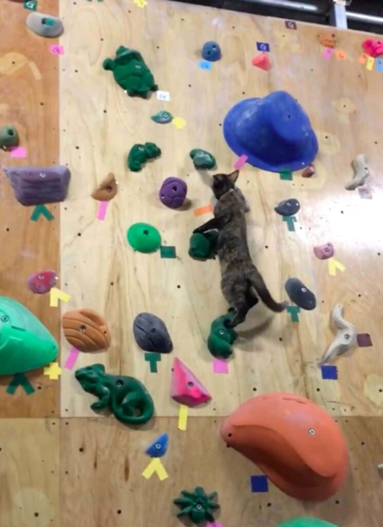 Rock climbing gym cat decides to give it a go 5
