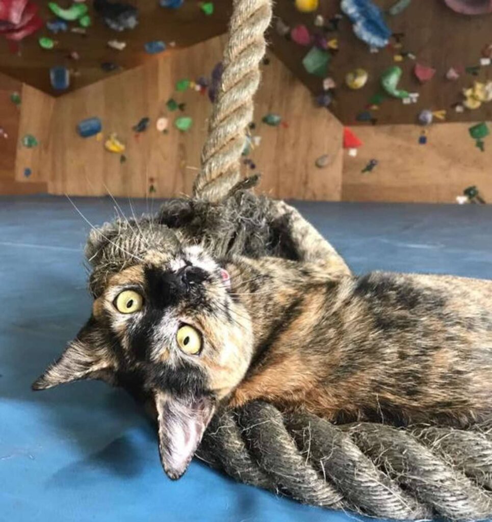 Rock climbing gym cat decides to give it a go 6