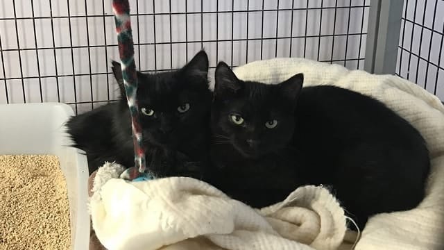 Shelter cat enters another cat cage 2