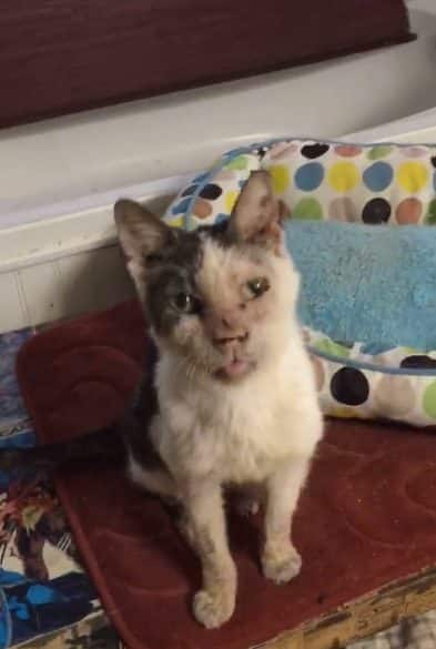 Thanks to all who helped this elderly deaf and completely helpless Cat 2