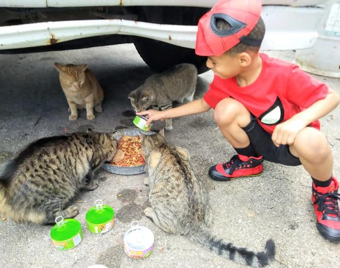 The 5-Year-Old Superhero Who Helps Homeless Cats is called Catman 2