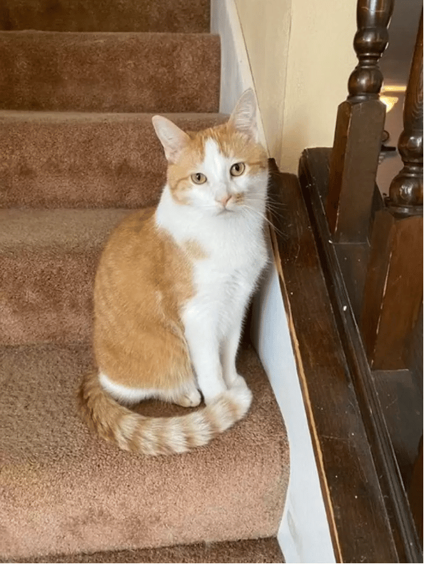 The Cat Won't Stop Yelling Until Mom Plays His Favorite Movie 1