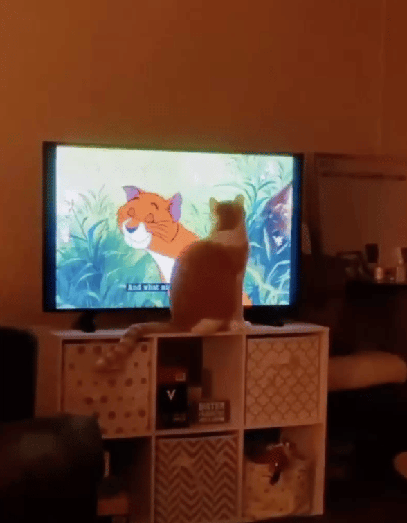 The Cat Won't Stop Yelling Until Mom Plays His Favorite Movie 2