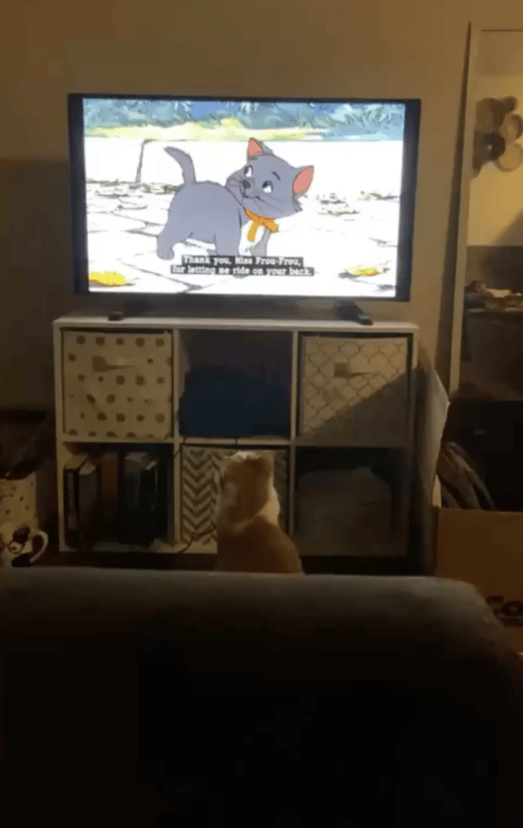 The Cat Won't Stop Yelling Until Mom Plays His Favorite Movie 3