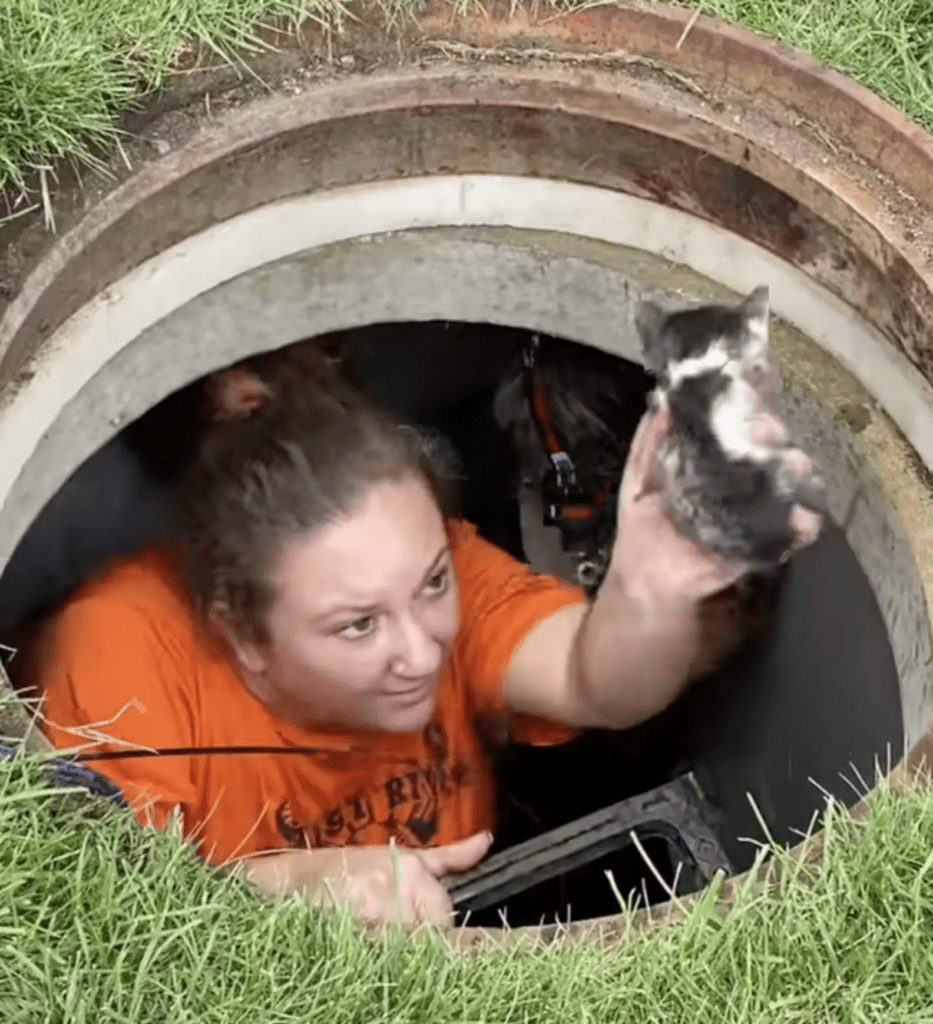 The Kitten Reunites With Its Mother After A Traumatic 40 Hours in a Drainpipe 3