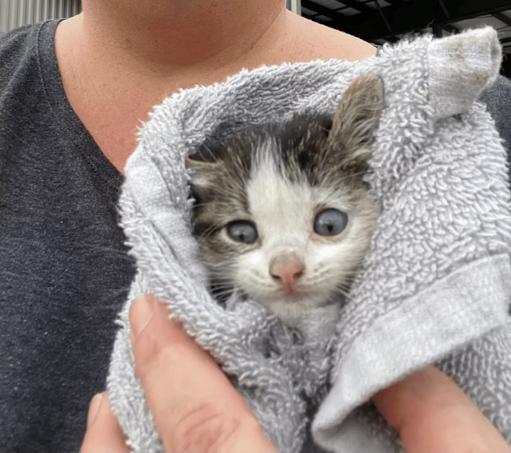 The Kitten Reunites With Its Mother After A Traumatic 40 Hours in a Drainpipe 4