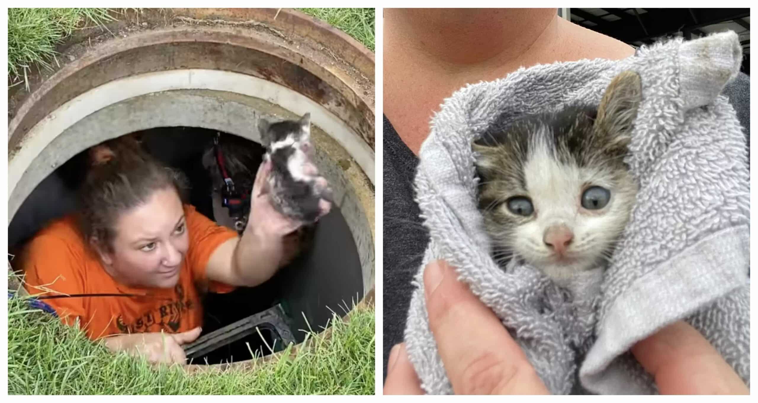 The Kitten Reunites With Its Mother After A Traumatic 40 Hours in a Drainpipe