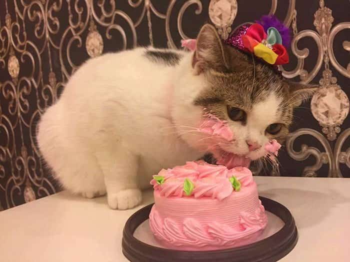 The Owner Caught The Cat Eating Cake On His Birthday Is Adorable 1