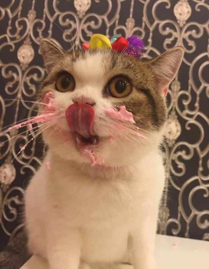 The Owner Caught The Cat Eating Cake On His Birthday Is Adorable 2