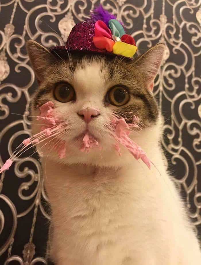 The Owner Caught The Cat Eating Cake On His Birthday Is Adorable 4