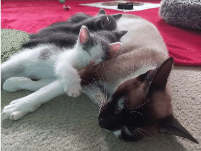 The kitten was abandoned before a cat took him in as a member of her family 1