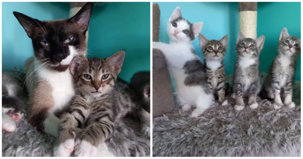 The kitten was abandoned before a cat took him in as a member of her