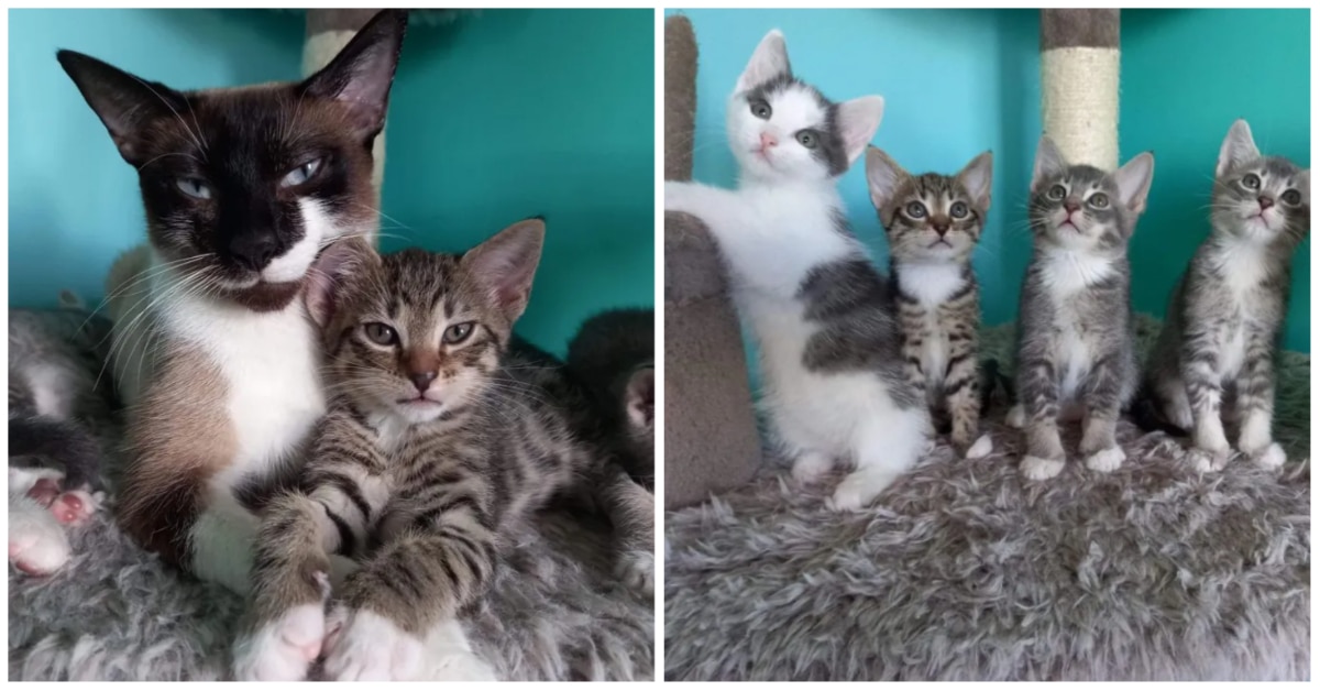 The kitten was abandoned before a cat took him in as a member of her family 10