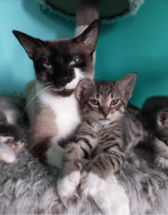 The kitten was abandoned before a cat took him in as a member of her family 2