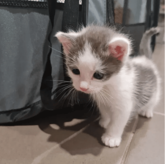 The kitten was abandoned before a cat took him in as a member of her family 3