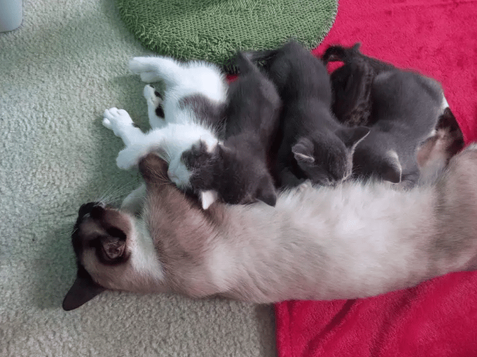 The kitten was abandoned before a cat took him in as a member of her family 5