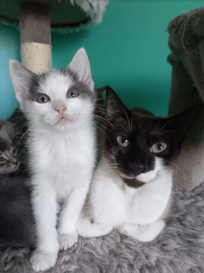 The kitten was abandoned before a cat took him in as a member of her family 9