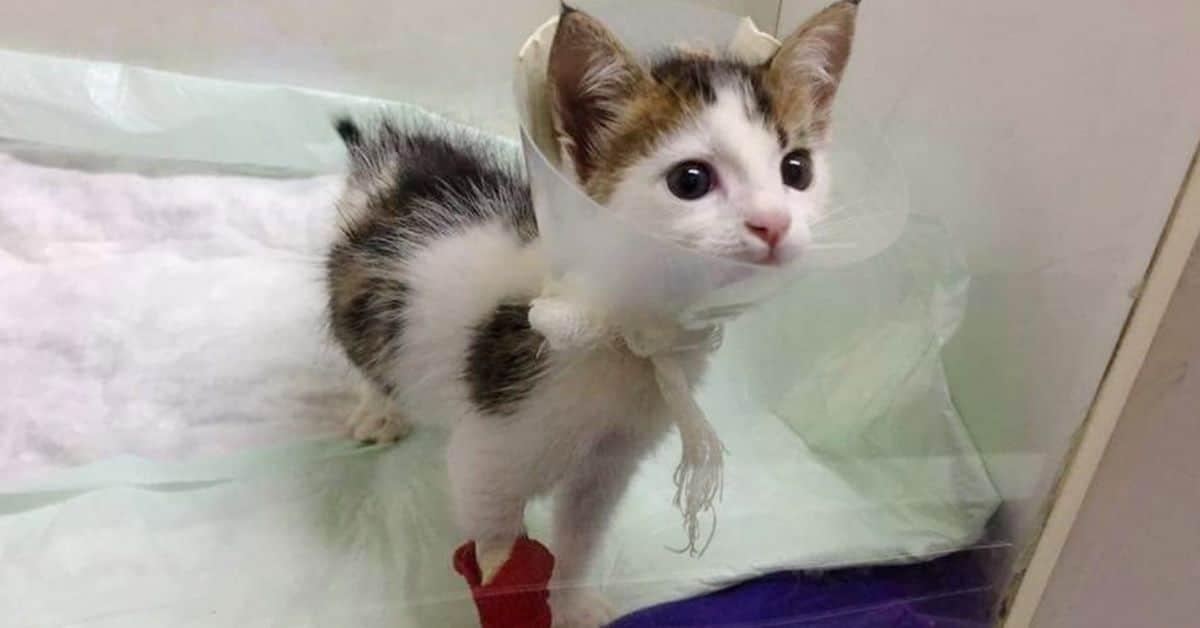 The saviour of this calico cat from a dumpster learns that the cat is actually a precious gem 1