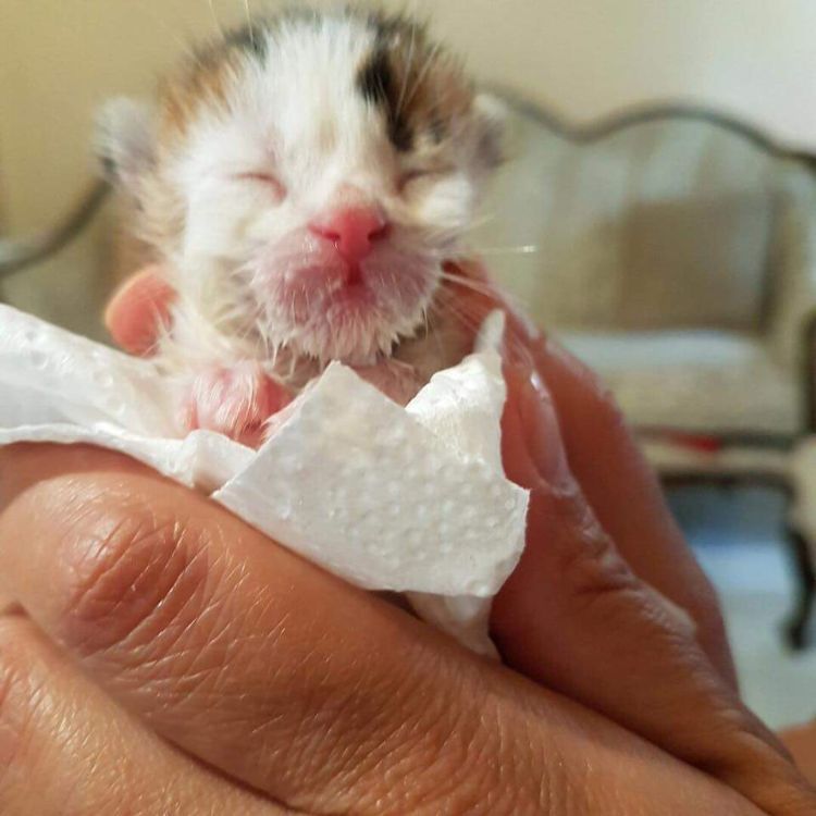 The saviour of this calico cat from a dumpster learns that the cat is actually a precious gem 2