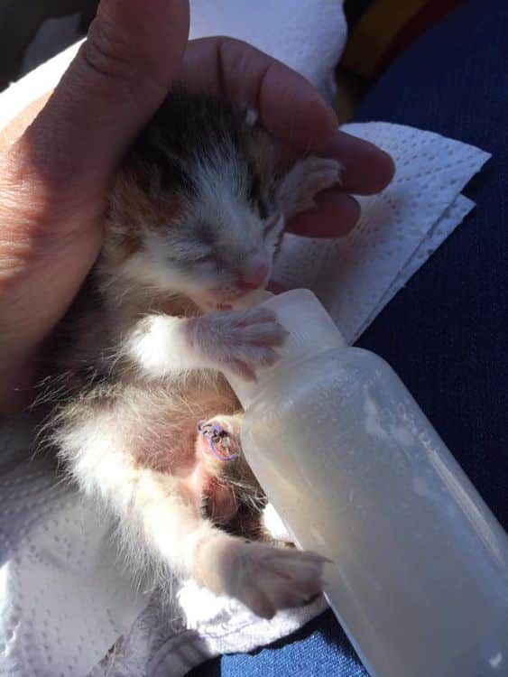 The saviour of this calico cat from a dumpster learns that the cat is actually a precious gem 3