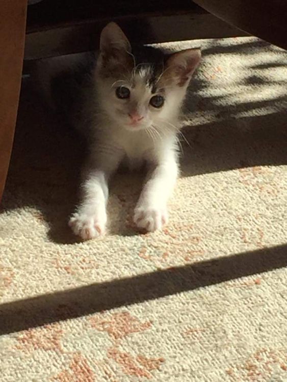 The saviour of this calico cat from a dumpster learns that the cat is actually a precious gem 6