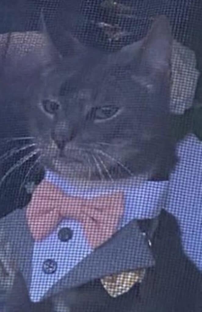 The wedding's cat ring bearer really steals the show 1