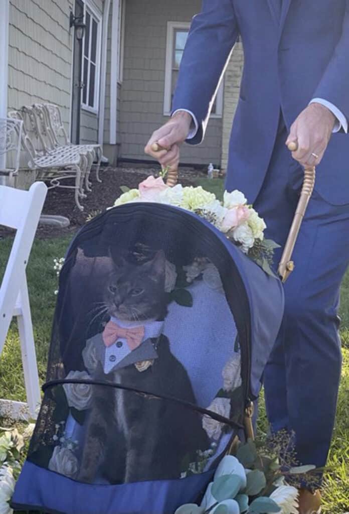 The wedding's cat ring bearer really steals the show 2