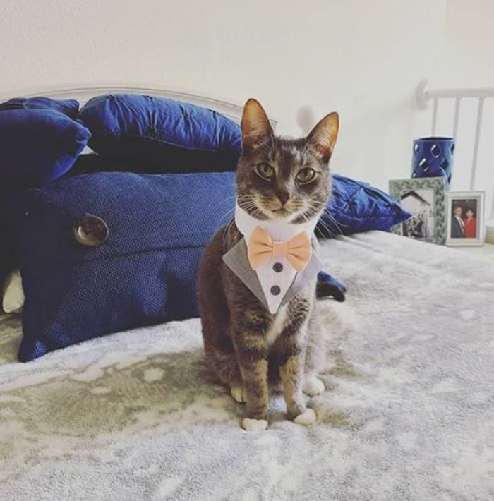 The wedding's cat ring bearer really steals the show 3