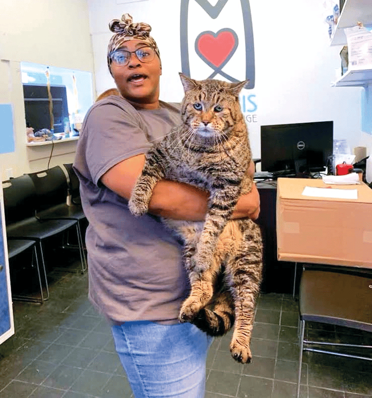 The world’s chubbiest cat is searching for someone to love him